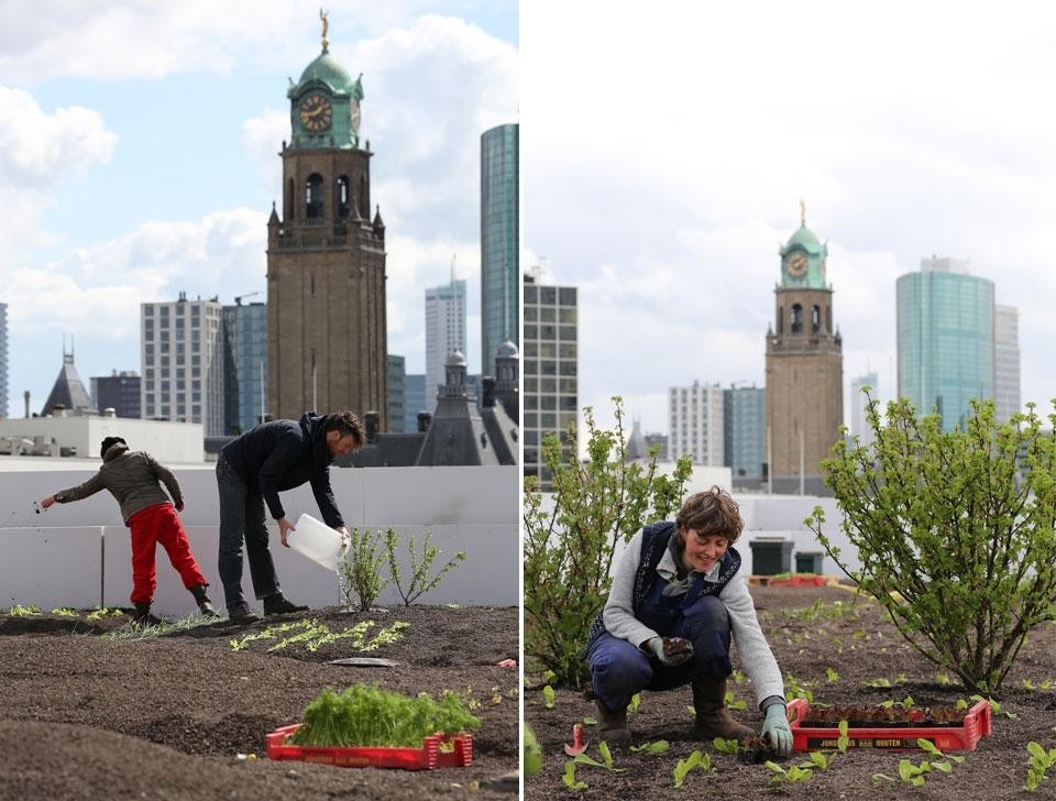 With the help of Rooftop Farmer Annelies Kuipers, fruit and vegetables will grow here, and bees will buzz around their hives