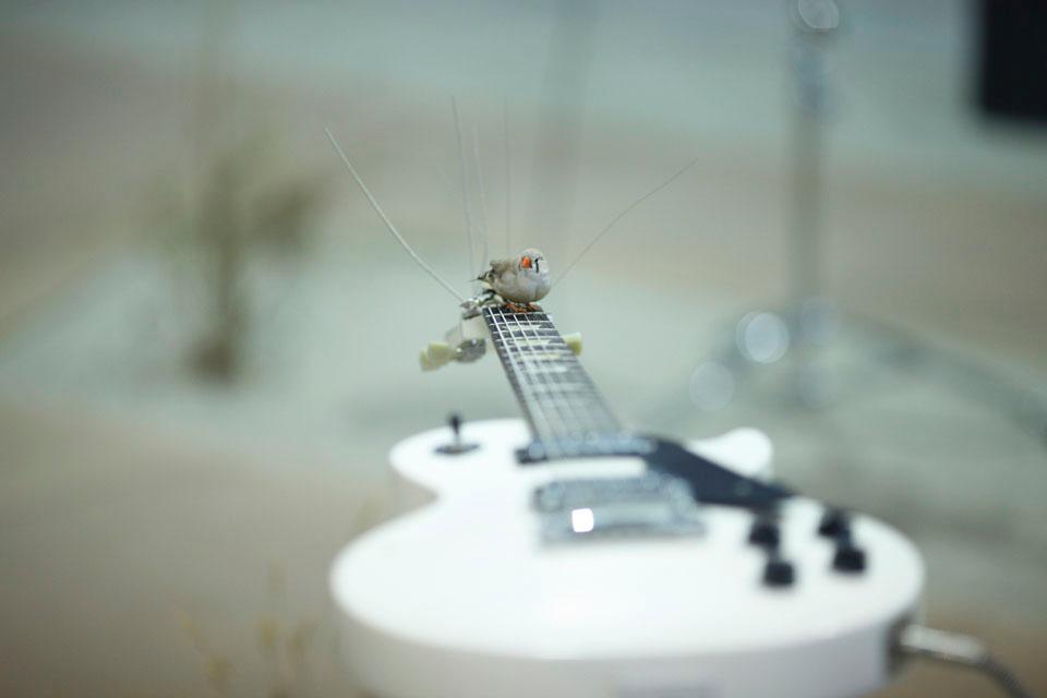 A zebra finch at rest on a guitar neck at <i>from here to ear</i> by Céleste Boursier-Mougenot.