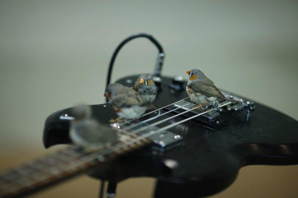 The weight and motion of the finches make the guitar's strings vibrate.
