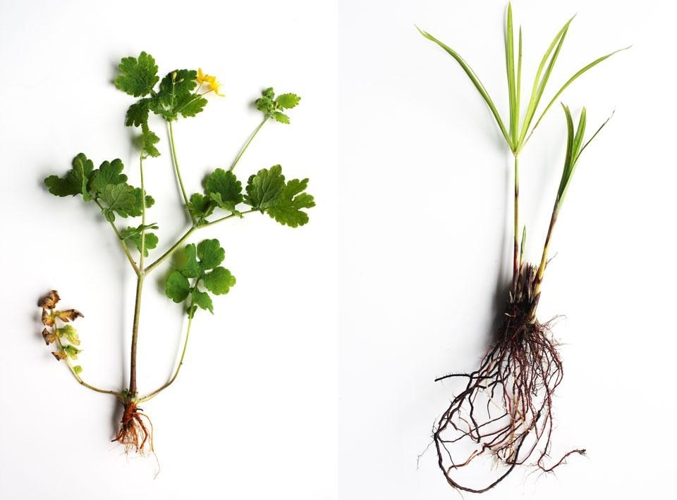 Giacomo Piovan, <em>Farming the pollution</em>. <em>Brassica Juncea</em> and <em>Phyrus</em>, both plants that can absorbe large quantities of metal through their roots