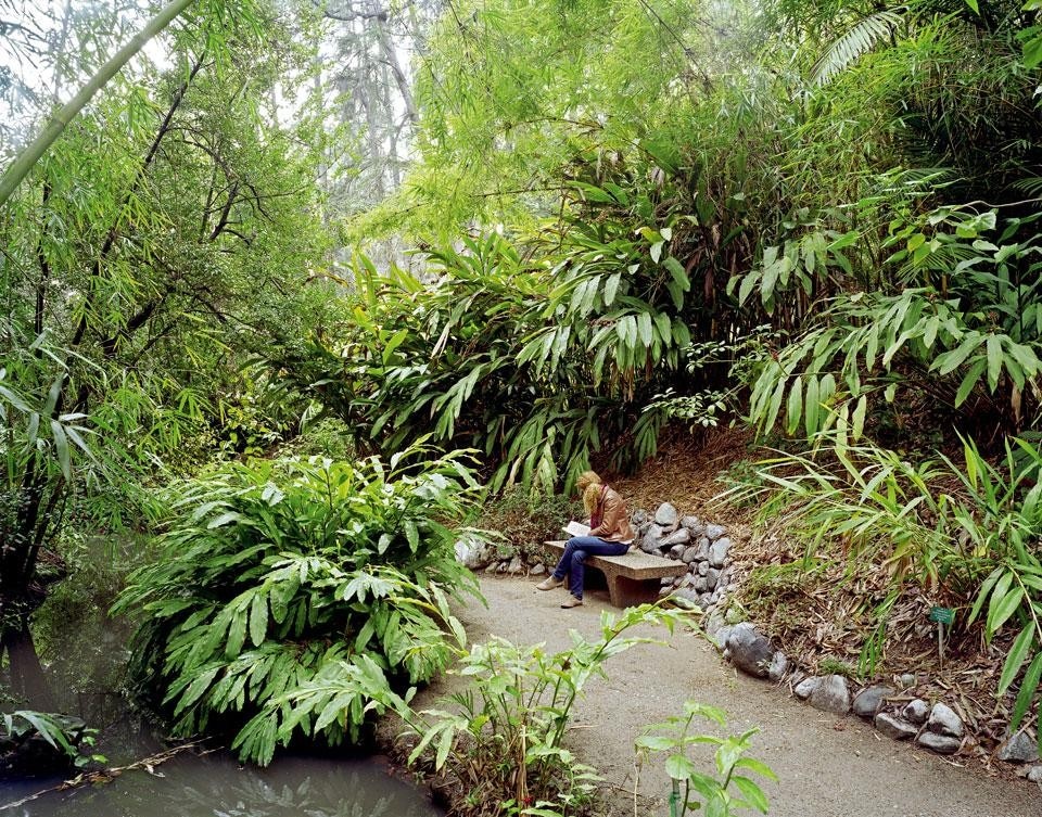 February 2010,
Mildred E. Mathias Botanical Garden,
UCLA, Westwood, CA, US