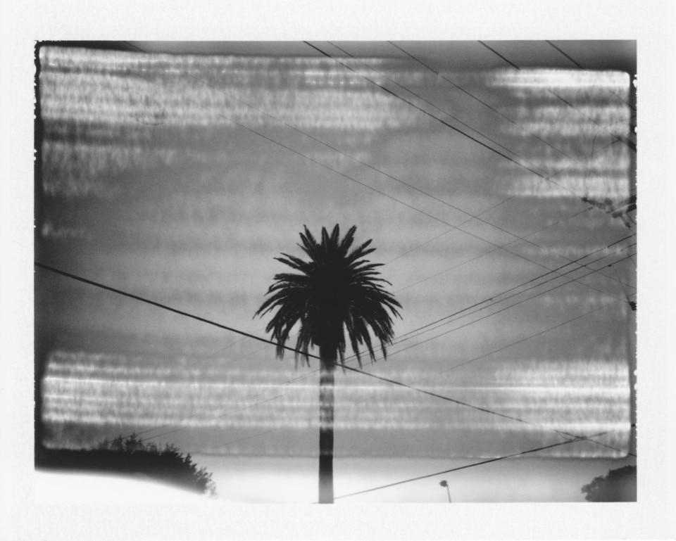 Cyrus Mahboubian Palm Tree, from the series Mulholland Los Angeles, 2015