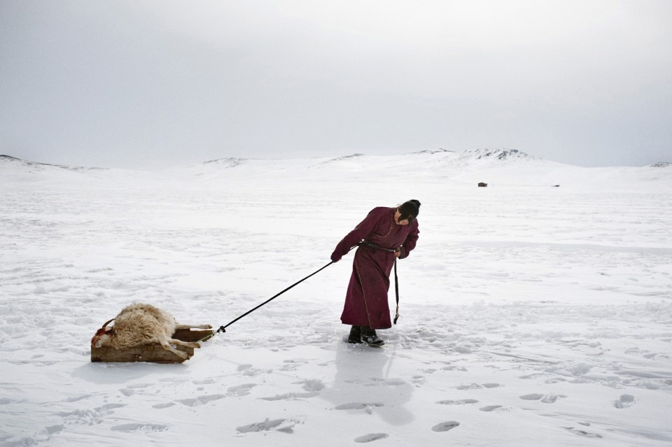 Erdena Tuya trascina una pecora uccisa dallo Dzud, il rigido inverno mongolo, nel piccolo cimitero vicino alla loro gher. Il gelo, negli ultimi tre anni, ha ucciso metà delle sue duemila pecore. Provincia di Arkhangai, Mongolia 2011. © Alessandro Grassani