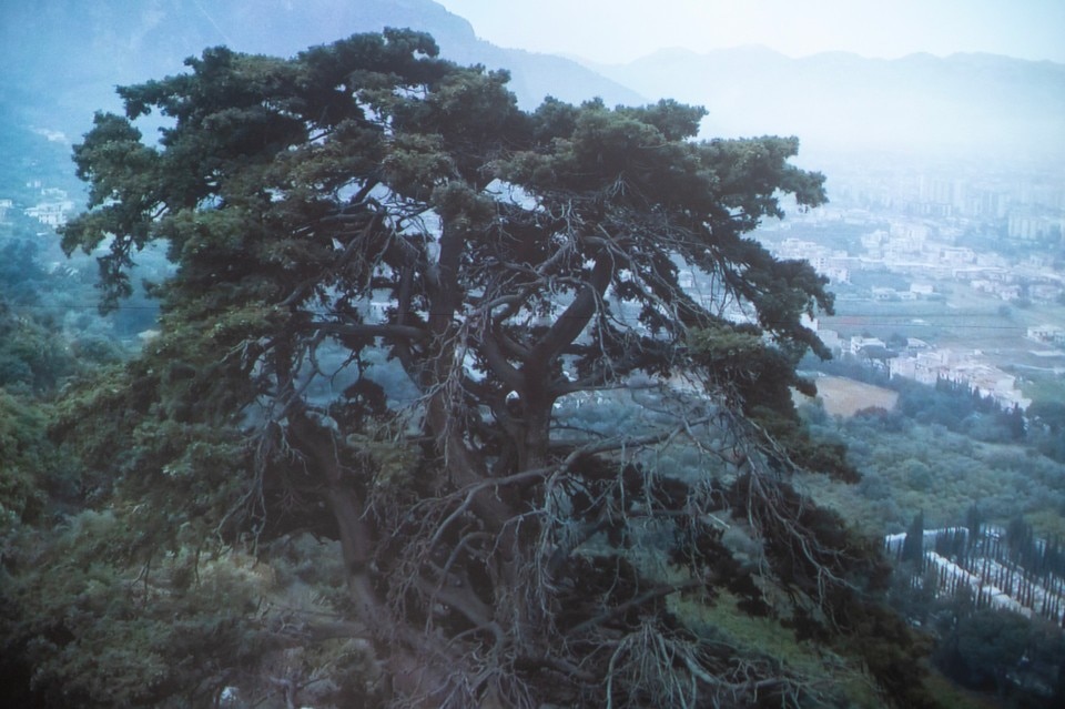 Uriel Orlow, Wishing Trees, 2018. Still from video. Photo: Leandro Lembo