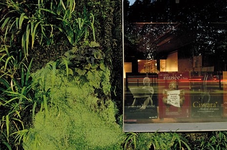 The wall of vegetation that covers the building facing the quai Branly was conceived by Patrick Blanc, with 15,000 plants of 150 different species. Peeping out between the creepers are the office windows (right) with their metal frames