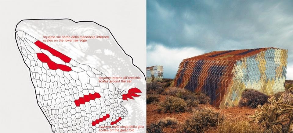 In the skin of the Side-Blotched Lizard (<i>Uta stansburiana</i>), the scales are interconnected in a continuous surface, varying in number, size, shape and thickness according to their function and position
on the body. Using these physiological characteristics, the building designed by Yuan Yuan and Juan San Pedro is covered with special photovoltaic panels that can alter their orientation and dimensions thanks
to a flexible membrane connecting them. This promotes thermoregulation and helps to satisfy the users’ need for a comfortable environment.