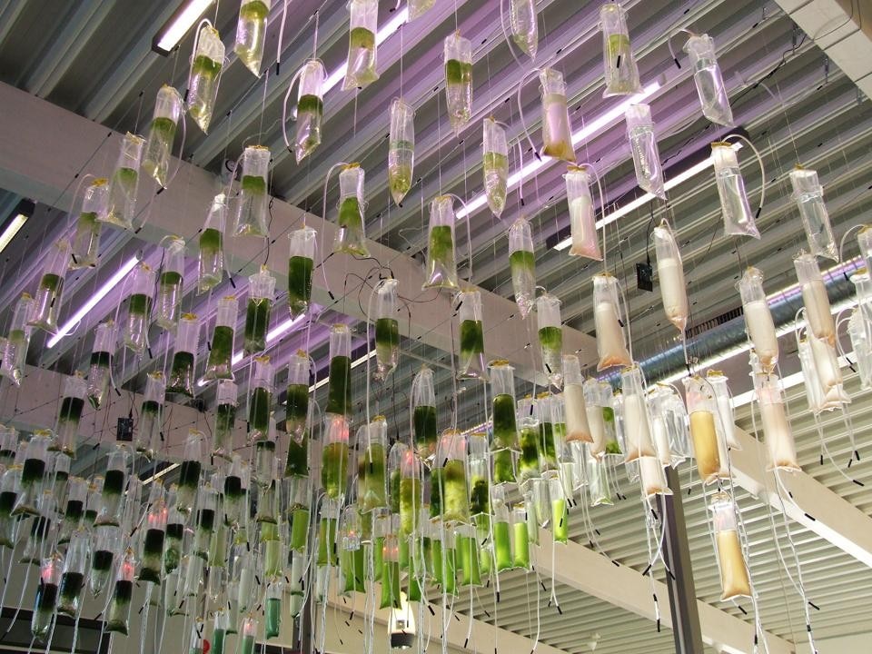 Detail of the Hanging Algae Garden.