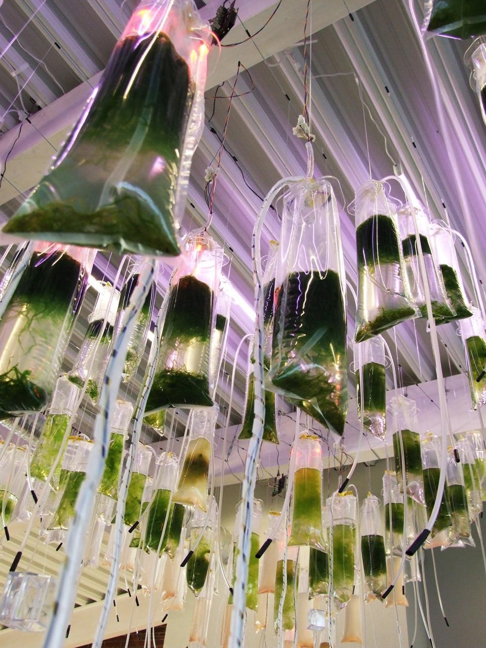 A prototype of the Hanging Algae Garden is visible until October at the Simrishamn Marine Centre.