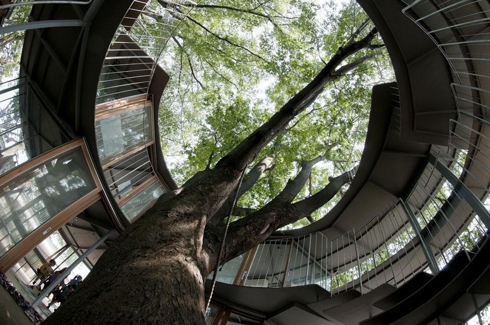 Yui and Takaharu Tezuka, Ring around a tree