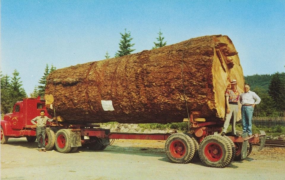 Giant Fir Log, Washington, USA. From the Gilles Gagnon postcard collection, CCA, Montréal. Gift of Gilles Gagnon
