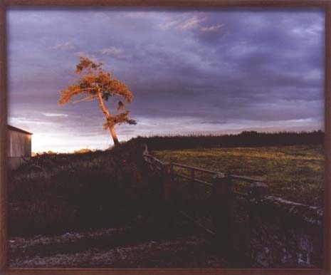 "Self Portrait as a Tree", 2000
