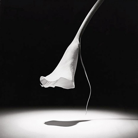 Robert Mapplethorpe and the Classical Tradition - Domus