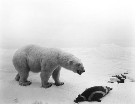 Hiroshi Sugimoto, Polar Bear, 1976