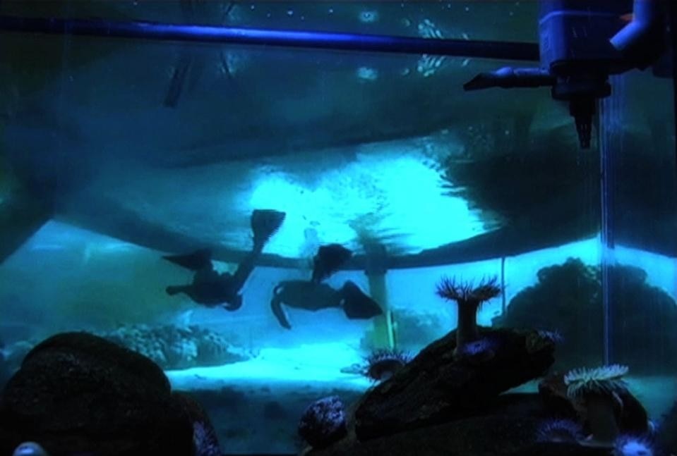 <i>Anemone mirabilis</i>, frame from the video 
(courtesy the artists).
