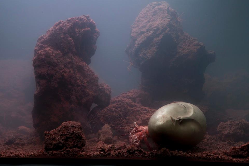 Pierre Huyghe, <i>Recollection,</i> 2011. Live Marine Ecosystem, Glass Tank, Filtration System. Photo: Guillaume Ziccarelli.