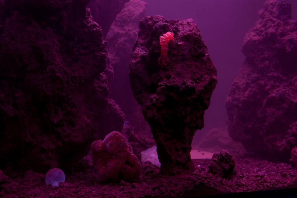 Pierre Huyghe, <i>Zoodrama,</i> 2010. Live Marine Ecosystem, Glass Tank, Filtration System. Photo: Guillaume Ziccarelli. 