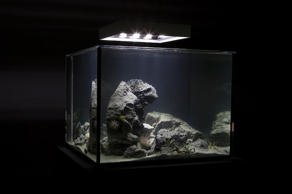 Top: Pierre Huyghe, <i>Recollection,</i> 2011. Live Marine Ecosystem, Glass Tank, Filtration System.<br />Above: Pierre Huyghe, <i>Zoodrama,</i> 2010. Live Marine Ecosystem, Glass Tank, Filtration System. Photos: Guillaume Ziccarelli.