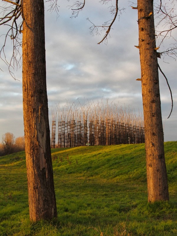 Giuliano Mauri, <i>La Cattedrale Vegetale</i>, veduta dell'installazione, Lodi, 2017