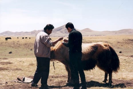 Alberto Zanone (right) inspects Yaks on the Tibetan Plateau