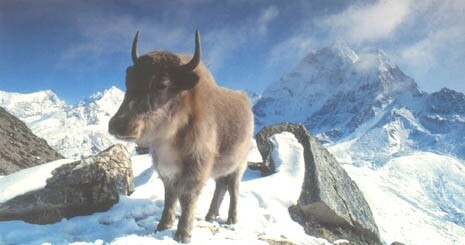 Tibetan yak
