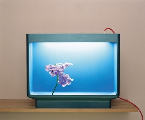 Luminous vase (Vase lumineux)

