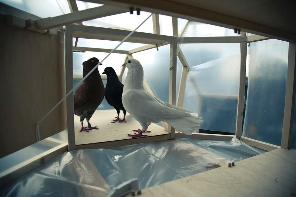 Further Instructions: Pigeon D’Or project by Tuur van Balen and Revital Cohen. Photo Pieter Baert