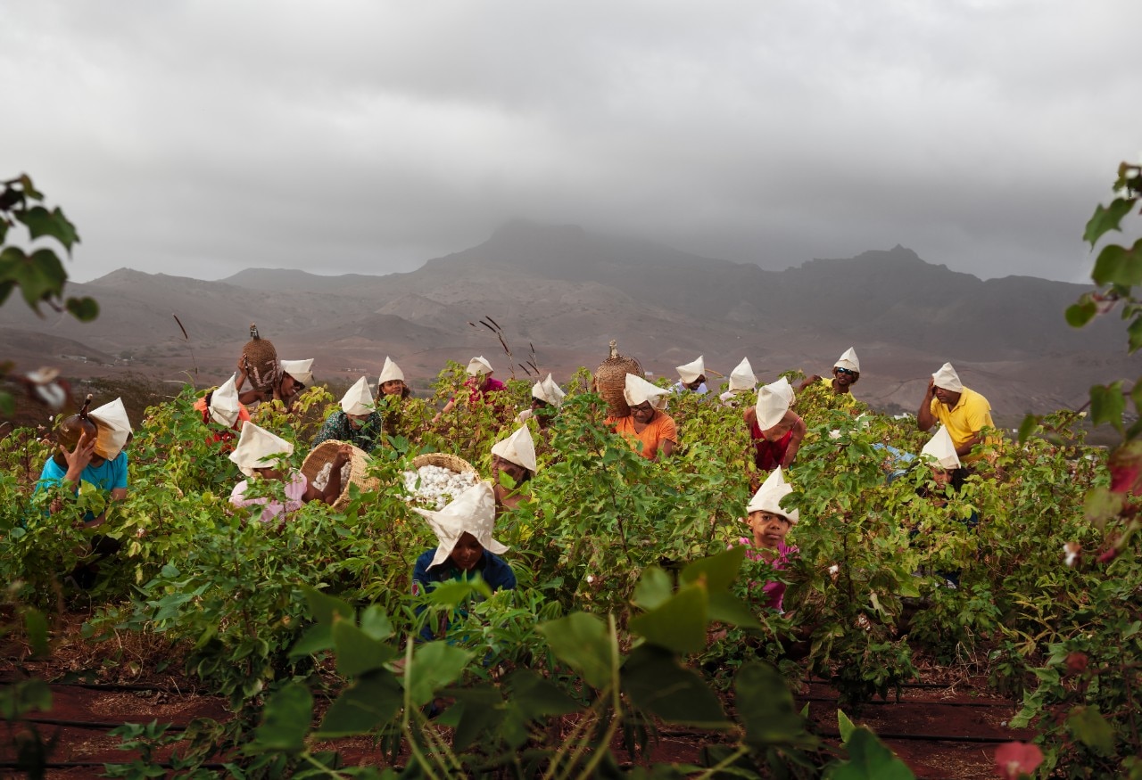 From Tuvalu to Puglia: regenerative design tackling the climate crisis and saving endangered environments and species