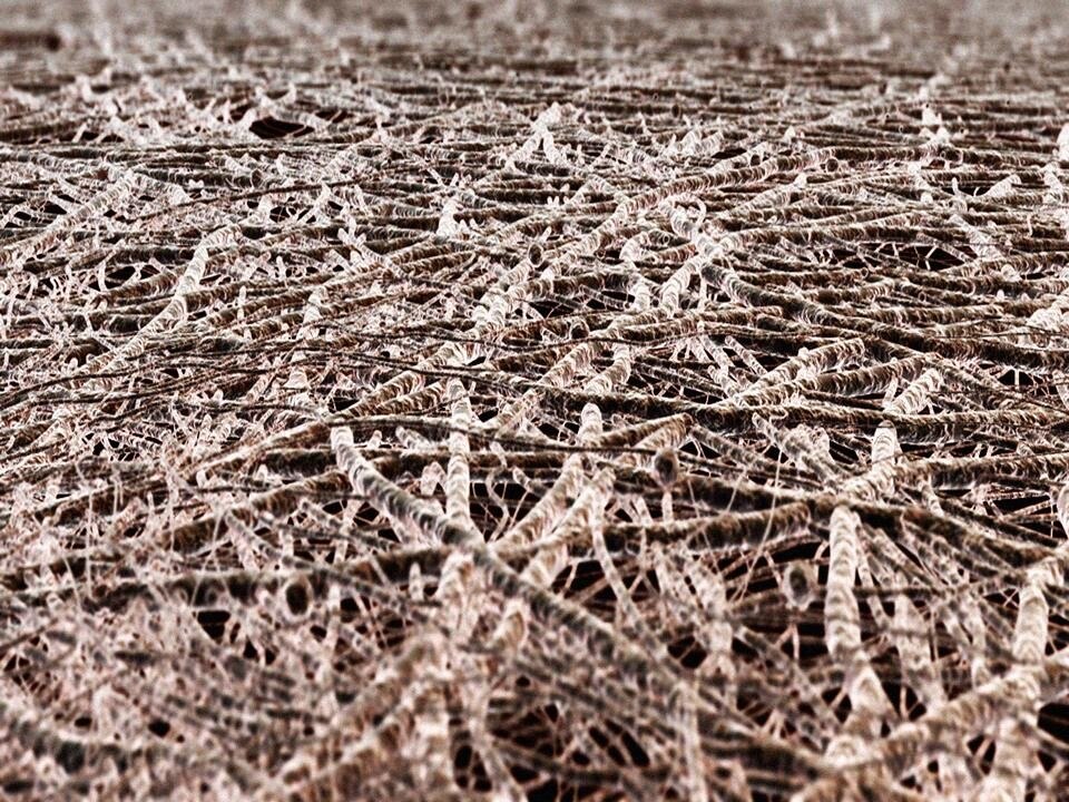 Close-up image of mycelia, the vegetative part of a fungus, which can be hardened into rigid forms and is potentially usable for building components.