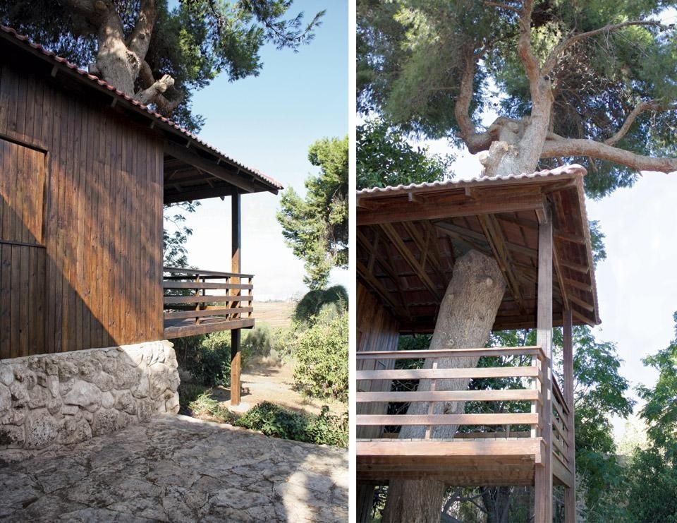 The house includes two mature pines The house includes two mature pines
