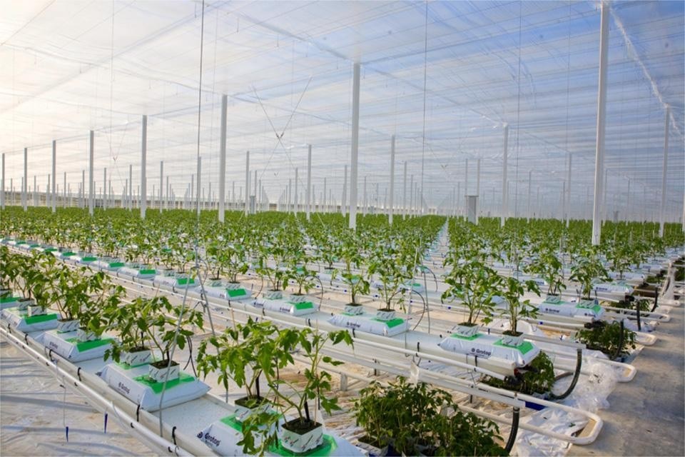 Thanet Earth high-tech greenhouses, United Kingdom