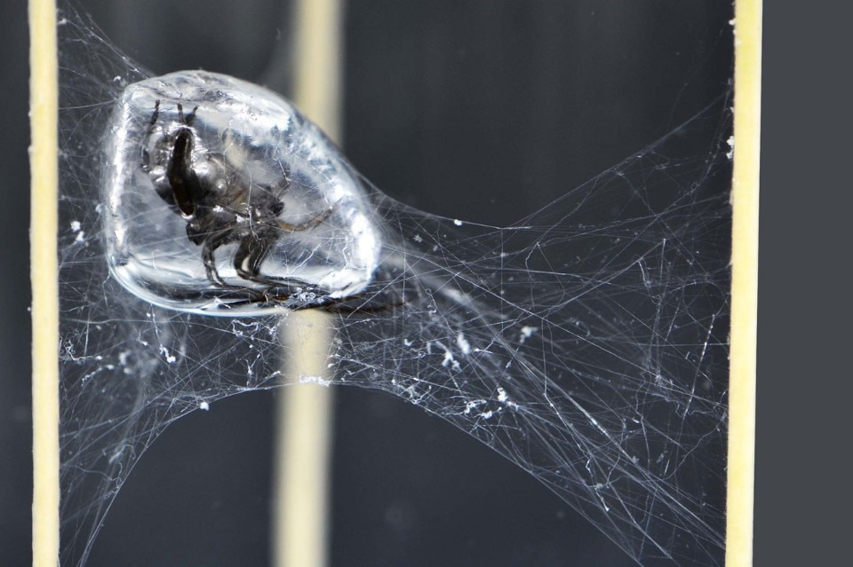 Il ragno palombaro mentre rinforza il suo nide dall'interno per il ICD/ITKE Research Pavilion 2014-15. Photo © ICD/ITKE