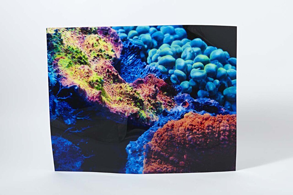 Charles Negre, Coraux Fluorescents 1