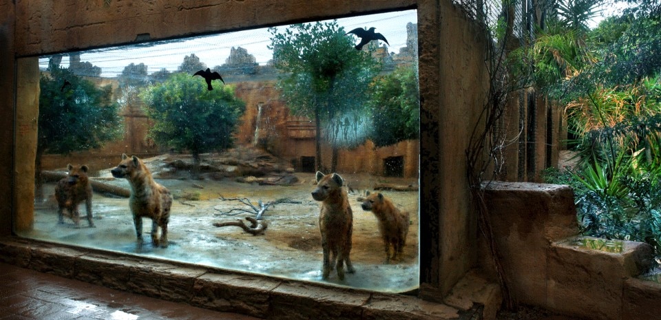 Carma Casula, Al Natural, Oasys