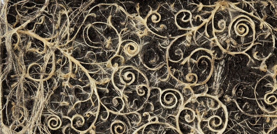 Diana Scherer, “Interwoven and Nurture Studies”, Droog Hotel, Amsterdam, 2016