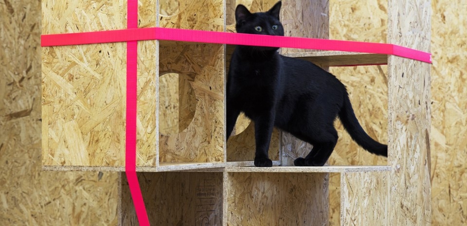 TANK, cat café, Tokyo 2016