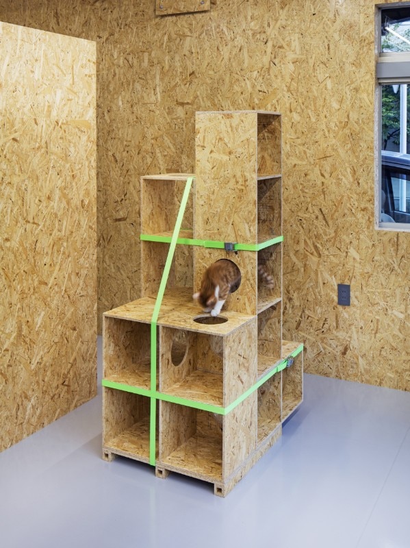 TANK, cat café, Tokyo 2016