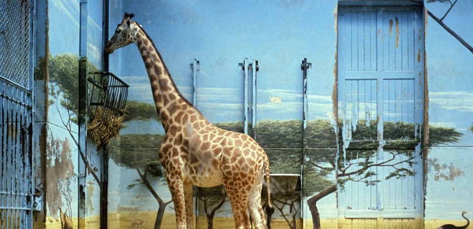 Candida Höfer Zoologischer Garten Paris II, 1997. Courtesy Bildrecht Wien, 2017