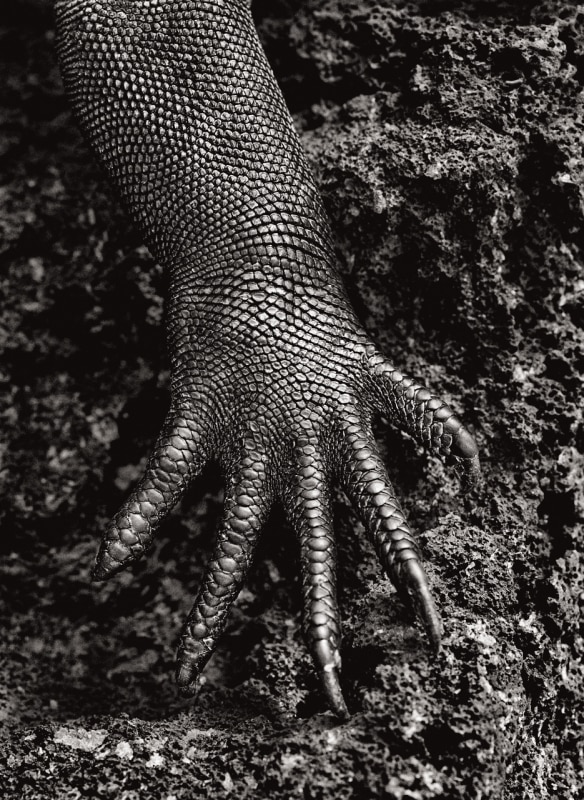 Sebastião Salgado, Iguana marina