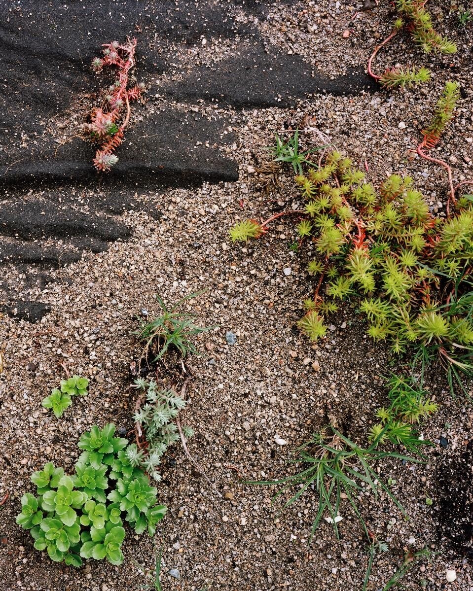 <i>Plantings, Highmark, Pittsburgh May 2011.</i> © Brad Temkin.