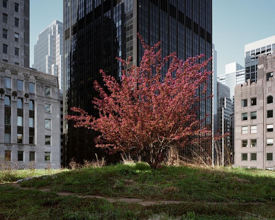 <i>City Hall (looking Southwest), Chicago April 2010.</i> © Brad Temkin.