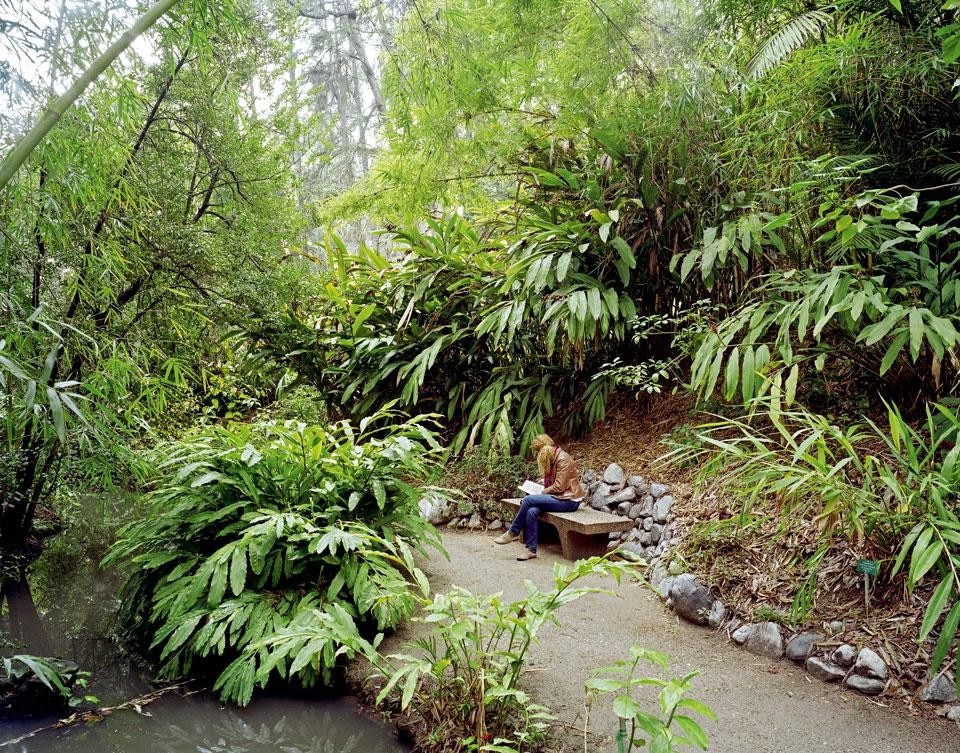 February 2010,
Mildred E. Mathias Botanical Garden,
UCLA, Westwood, CA, US
