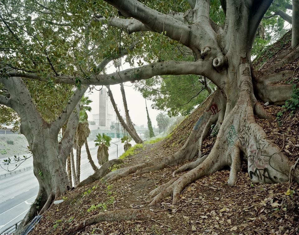 March 2010,
Santa Ana Fwy, Route 101,
Downtown Los Angeles, CA, US. Route 101, also known as
“El Camino Real” and, in the
distance, Rafael Moneo’s
Cathedral of Our Lady of the
Angels. In the foreground, huge
specimens of <em>Ficus microcarpa</em>, an Asian species that was
introduced to Los Angeles
in the 1950s and currently
represents 9% of the trees
lining the city’s streets