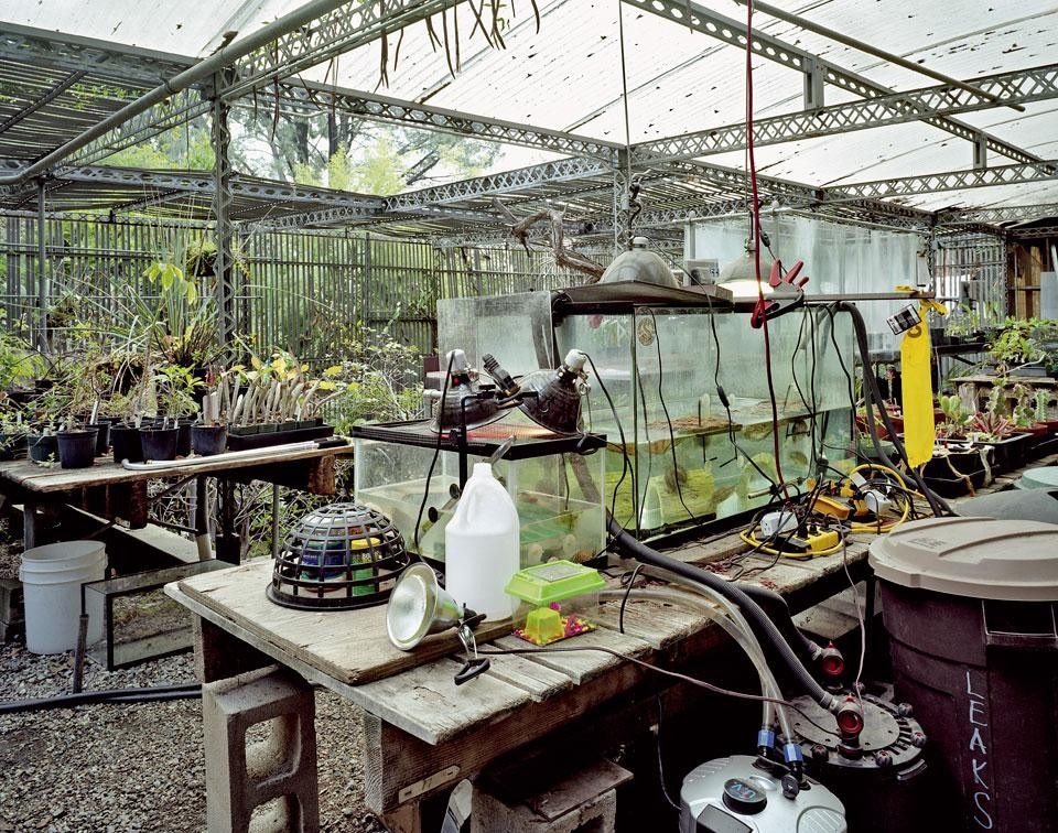 February 2010,
Mildred E. Mathias Botanical Garden,
UCLA, Westwood, CA, US. The Mildred E. Mathias
Botanical Garden is part of the
campus of the University
of California, Los Angeles
(UCLA), and was created with
the intention of supporting students’ field research in
botany. Situated in the town
of Westwood, the garden
has over 3,500 species of
plants from euphorbs and
cacti to subtropical and native
Californian species