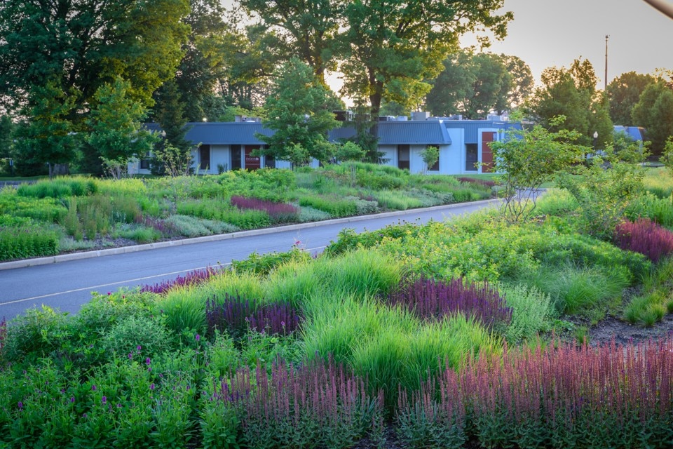 Evolve Corporate Center, Wayne, Pennsylvania (USA). Phyto Studio’s Claudia West transformed this office park with lush perennial plantings. Design by Claudia West. Photo by Rob Cardillo.
