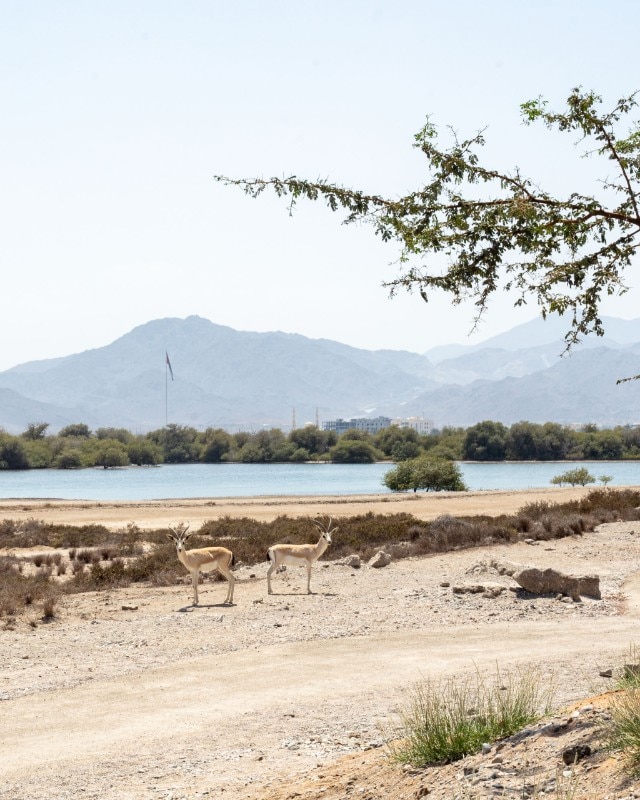 Hopkins Architects, Khor Kalba Turtle and Wildlife Sanctuary, Kalba, Sharjah, UAE 2021. Photo Marc Goodwin