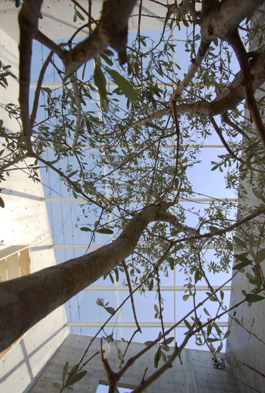 La scelta delle essenze ha seguito criteri funzionali: gli alberi di Lemon Eucalyptus diffondono un profumo rinfrescante. In inverno, quando sono spogli, fanno entrare così la luce del sole; mentre in estate le foglie rigogliose servono anche a filtrare i raggi del sole. 