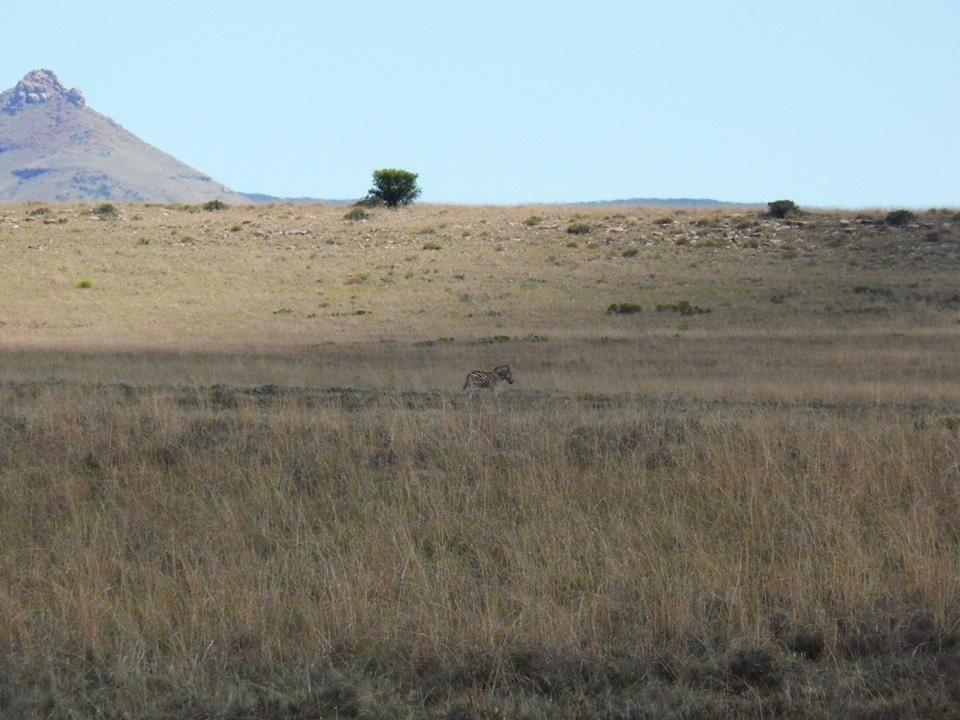 Il Mountain Zebra National Park, istituito per preservare gli ultimi esemplari della zebra di montagna del Capo (equus zebra zebra)