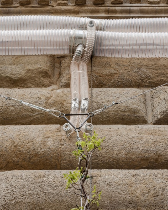 The Florence Experiment, 2018, Wisteria plants on Palazzo Strozzi's facade. Photo Attilio Maranzano