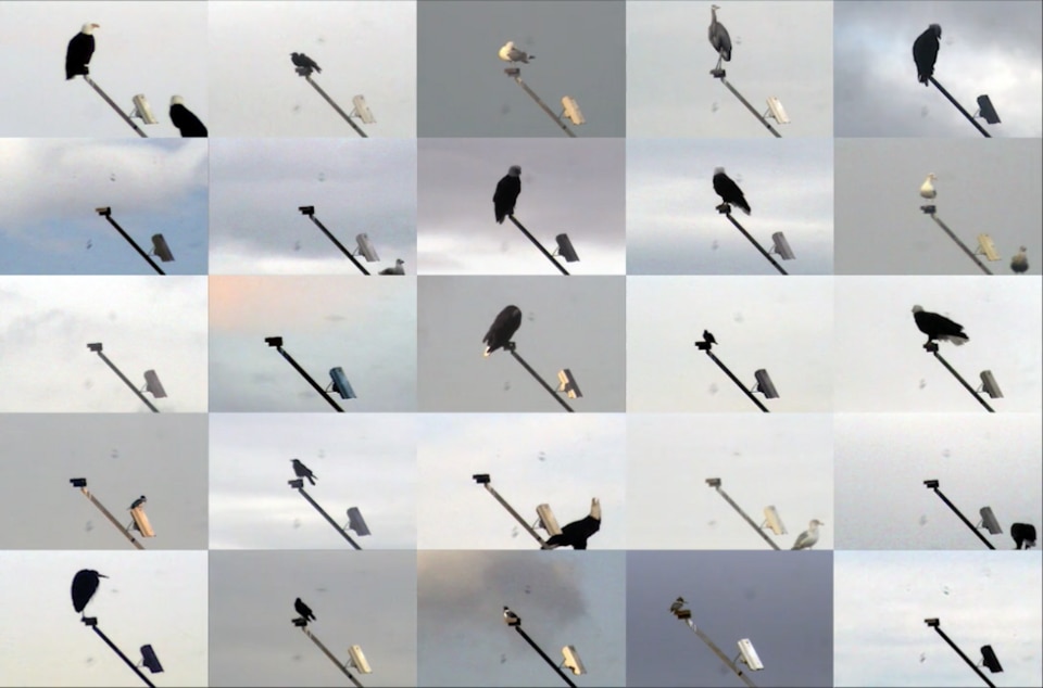 Irene Fenara, _21st Century Bird Watching_, 2017, digital video, 7'00''