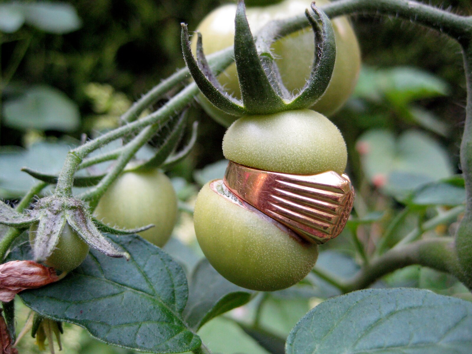 Natura morta o natura viva? Una nuova mostra a Grand Hornu